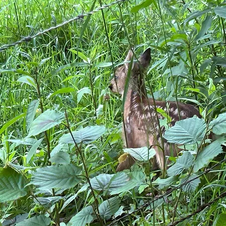 Romantikhuette Winterberg-willingen Medebach