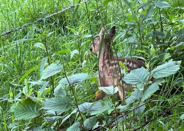 Romantikhuette Winterberg-willingen メーデバッハ